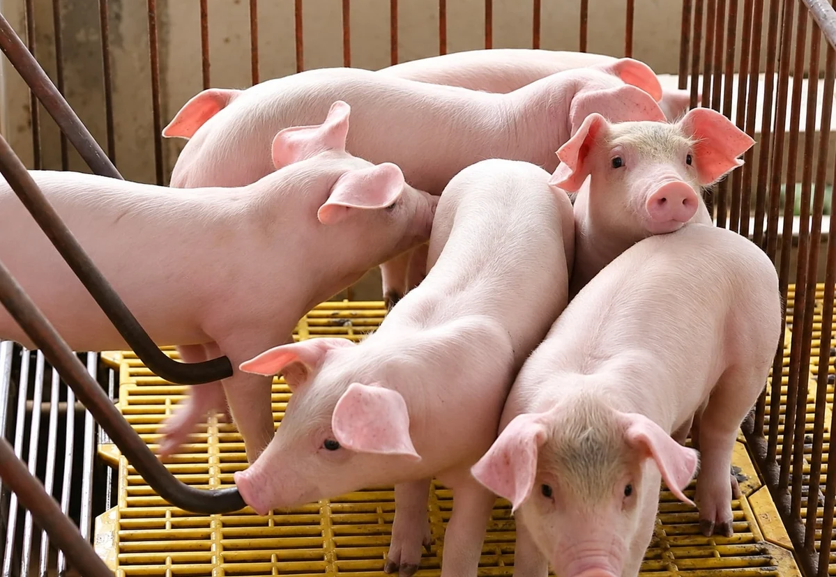 Dong Nai livestock sector seeks cooperation with the US on breeding and technology